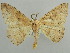  (Miantochora AH09Ke - BC ZSM Lep 43726)  @14 [ ] CreativeCommons - Attribution Non-Commercial Share-Alike (2010) Axel Hausmann/Bavarian State Collection of Zoology (ZSM) SNSB, Zoologische Staatssammlung Muenchen