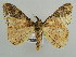  ( - BC ZSM Lep 43736)  @13 [ ] CreativeCommons - Attribution Non-Commercial Share-Alike (2010) Axel Hausmann/Bavarian State Collection of Zoology (ZSM) SNSB, Zoologische Staatssammlung Muenchen