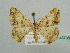  ( - BC ZSM Lep 43738)  @11 [ ] CreativeCommons - Attribution Non-Commercial Share-Alike (2010) Axel Hausmann/Bavarian State Collection of Zoology (ZSM) SNSB, Zoologische Staatssammlung Muenchen