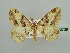 ( - BC ZSM Lep 43739)  @13 [ ] CreativeCommons - Attribution Non-Commercial Share-Alike (2010) Axel Hausmann/Bavarian State Collection of Zoology (ZSM) SNSB, Zoologische Staatssammlung Muenchen