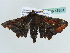  (Braueriana fiorino - BC ZSM Lep 43881)  @12 [ ] CreativeCommons - Attribution Non-Commercial Share-Alike (2010) Axel Hausmann/Bavarian State Collection of Zoology (ZSM) SNSB, Zoologische Staatssammlung Muenchen