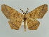  ( - BC ZSM Lep 43891)  @15 [ ] CreativeCommons - Attribution Non-Commercial Share-Alike (2010) Axel Hausmann/Bavarian State Collection of Zoology (ZSM) SNSB, Zoologische Staatssammlung Muenchen