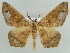  ( - BC ZSM Lep 43892)  @15 [ ] CreativeCommons - Attribution Non-Commercial Share-Alike (2010) Axel Hausmann/Bavarian State Collection of Zoology (ZSM) SNSB, Zoologische Staatssammlung Muenchen