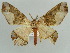  ( - BC ZSM Lep 43893)  @13 [ ] CreativeCommons - Attribution Non-Commercial Share-Alike (2010) Axel Hausmann/Bavarian State Collection of Zoology (ZSM) SNSB, Zoologische Staatssammlung Muenchen