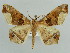  ( - BC ZSM Lep 43894)  @14 [ ] CreativeCommons - Attribution Non-Commercial Share-Alike (2010) Axel Hausmann/Bavarian State Collection of Zoology (ZSM) SNSB, Zoologische Staatssammlung Muenchen