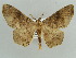  (Miantochora polychroaria - BC ZSM Lep 43895)  @13 [ ] CreativeCommons - Attribution Non-Commercial Share-Alike (2010) Axel Hausmann/Bavarian State Collection of Zoology (ZSM) SNSB, Zoologische Staatssammlung Muenchen
