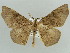  ( - BC ZSM Lep 43896)  @13 [ ] CreativeCommons - Attribution Non-Commercial Share-Alike (2010) Axel Hausmann/Bavarian State Collection of Zoology (ZSM) SNSB, Zoologische Staatssammlung Muenchen