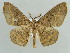  (Miantochora incolorata - BC ZSM Lep 43897)  @14 [ ] CreativeCommons - Attribution Non-Commercial Share-Alike (2010) Axel Hausmann/Bavarian State Collection of Zoology (ZSM) SNSB, Zoologische Staatssammlung Muenchen