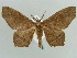  ( - BC ZSM Lep 43898)  @13 [ ] CreativeCommons - Attribution Non-Commercial Share-Alike (2010) Axel Hausmann/Bavarian State Collection of Zoology (ZSM) SNSB, Zoologische Staatssammlung Muenchen