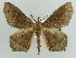  (Miantochora fletcheri - BC ZSM Lep 43899)  @15 [ ] CreativeCommons - Attribution Non-Commercial Share-Alike (2010) Axel Hausmann/Bavarian State Collection of Zoology (ZSM) SNSB, Zoologische Staatssammlung Muenchen
