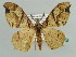  (Dasymacaria plebeia - BC ZSM Lep 43902)  @14 [ ] CreativeCommons - Attribution Non-Commercial Share-Alike (2010) Axel Hausmann/Bavarian State Collection of Zoology (ZSM) SNSB, Zoologische Staatssammlung Muenchen