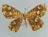  ( - BC ZSM Lep 43913)  @14 [ ] CreativeCommons - Attribution Non-Commercial Share-Alike (2010) Axel Hausmann/Bavarian State Collection of Zoology (ZSM) SNSB, Zoologische Staatssammlung Muenchen