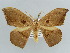  ( - BC ZSM Lep 43915)  @13 [ ] CreativeCommons - Attribution Non-Commercial Share-Alike (2010) Axel Hausmann/Bavarian State Collection of Zoology (ZSM) SNSB, Zoologische Staatssammlung Muenchen
