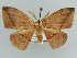  (Negera AH02GhCa - BC ZSM Lep 43916)  @13 [ ] CreativeCommons - Attribution Non-Commercial Share-Alike (2010) Axel Hausmann/Bavarian State Collection of Zoology (ZSM) SNSB, Zoologische Staatssammlung Muenchen