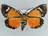  ( - BC ZSM Lep 43917)  @11 [ ] CreativeCommons - Attribution Non-Commercial Share-Alike (2010) Axel Hausmann/Bavarian State Collection of Zoology (ZSM) SNSB, Zoologische Staatssammlung Muenchen