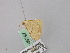  ( - BC ZSM Lep 46797)  @12 [ ] CreativeCommons - Attribution Non-Commercial Share-Alike (2010) Axel Hausmann/Bavarian State Collection of Zoology (ZSM) SNSB, Zoologische Staatssammlung Muenchen