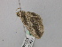  ( - BC ZSM Lep 46808)  @12 [ ] CreativeCommons - Attribution Non-Commercial Share-Alike (2010) Axel Hausmann/Bavarian State Collection of Zoology (ZSM) SNSB, Zoologische Staatssammlung Muenchen