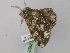  ( - BC ZSM Lep 46815)  @13 [ ] CreativeCommons - Attribution Non-Commercial Share-Alike (2010) Axel Hausmann/Bavarian State Collection of Zoology (ZSM) SNSB, Zoologische Staatssammlung Muenchen