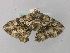 ( - BC ZSM Lep 46816)  @13 [ ] CreativeCommons - Attribution Non-Commercial Share-Alike (2010) Axel Hausmann/Bavarian State Collection of Zoology (ZSM) SNSB, Zoologische Staatssammlung Muenchen