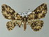  ( - BC ZSM Lep 46816)  @14 [ ] CreativeCommons - Attribution Non-Commercial Share-Alike (2012) Axel Hausmann/Bavarian State Collection of Zoology (ZSM) SNSB, Zoologische Staatssammlung Muenchen