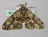  ( - BC ZSM Lep 46819)  @13 [ ] CreativeCommons - Attribution Non-Commercial Share-Alike (2010) Axel Hausmann/Bavarian State Collection of Zoology (ZSM) SNSB, Zoologische Staatssammlung Muenchen