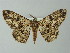  ( - BC ZSM Lep 46819)  @14 [ ] CreativeCommons - Attribution Non-Commercial Share-Alike (2012) Axel Hausmann/Bavarian State Collection of Zoology (ZSM) SNSB, Zoologische Staatssammlung Muenchen
