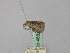  ( - BC ZSM Lep 46828)  @12 [ ] CreativeCommons - Attribution Non-Commercial Share-Alike (2010) Axel Hausmann/Bavarian State Collection of Zoology (ZSM) SNSB, Zoologische Staatssammlung Muenchen