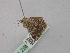  ( - BC ZSM Lep 46833)  @12 [ ] CreativeCommons - Attribution Non-Commercial Share-Alike (2010) Axel Hausmann/Bavarian State Collection of Zoology (ZSM) SNSB, Zoologische Staatssammlung Muenchen