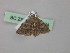  ( - BC ZSM Lep 46834)  @12 [ ] CreativeCommons - Attribution Non-Commercial Share-Alike (2010) Axel Hausmann/Bavarian State Collection of Zoology (ZSM) SNSB, Zoologische Staatssammlung Muenchen