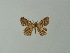  ( - BC ZSM Lep 46834)  @12 [ ] CreativeCommons - Attribution Non-Commercial Share-Alike (2012) Axel Hausmann/Bavarian State Collection of Zoology (ZSM) SNSB, Zoologische Staatssammlung Muenchen