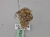  ( - BC ZSM Lep 46835)  @12 [ ] CreativeCommons - Attribution Non-Commercial Share-Alike (2010) Axel Hausmann/Bavarian State Collection of Zoology (ZSM) SNSB, Zoologische Staatssammlung Muenchen