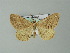  ( - BC ZSM Lep 46843)  @13 [ ] CreativeCommons - Attribution Non-Commercial Share-Alike (2012) Axel Hausmann/Bavarian State Collection of Zoology (ZSM) SNSB, Zoologische Staatssammlung Muenchen