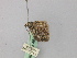  ( - BC ZSM Lep 46885)  @12 [ ] CreativeCommons - Attribution Non-Commercial Share-Alike (2010) Axel Hausmann/Bavarian State Collection of Zoology (ZSM) SNSB, Zoologische Staatssammlung Muenchen
