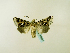  (Dargida albomarginataGB01EC - BC ZSM Lep 48598)  @13 [ ] CreativeCommons - Attribution Non-Commercial Share-Alike (2010) Axel Hausmann/Bavarian State Collection of Zoology (ZSM) SNSB, Zoologische Staatssammlung Muenchen