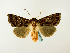  (Dargida pyrosoma - BC ZSM Lep 48600)  @14 [ ] CreativeCommons - Attribution Non-Commercial Share-Alike (2010) Axel Hausmann/Bavarian State Collection of Zoology (ZSM) SNSB, Zoologische Staatssammlung Muenchen