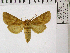  ( - BC ZSM Lep 48622)  @13 [ ] CreativeCommons - Attribution Non-Commercial Share-Alike (2010) Axel Hausmann/Bavarian State Collection of Zoology (ZSM) SNSB, Zoologische Staatssammlung Muenchen