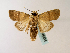  (Athetis nonagrica - BC ZSM Lep 48625)  @14 [ ] CreativeCommons - Attribution Non-Commercial Share-Alike (2010) Axel Hausmann/Bavarian State Collection of Zoology (ZSM) SNSB, Zoologische Staatssammlung Muenchen