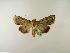  ( - BC ZSM Lep 48628)  @13 [ ] CreativeCommons - Attribution Non-Commercial Share-Alike (2010) Axel Hausmann/Bavarian State Collection of Zoology (ZSM) SNSB, Zoologische Staatssammlung Muenchen