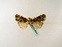  ( - BC ZSM Lep 48687)  @12 [ ] CreativeCommons - Attribution Non-Commercial Share-Alike (2010) Axel Hausmann/Bavarian State Collection of Zoology (ZSM) SNSB, Zoologische Staatssammlung Muenchen