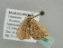 ( - BC ZSM Lep 41290)  @12 [ ] CreativeCommons - Attribution Non-Commercial Share-Alike (2011) Axel Hausmann/Bavarian State Collection of Zoology (ZSM) SNSB, Zoologische Staatssammlung Muenchen