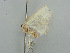  ( - BC ZSM Lep 41299)  @12 [ ] CreativeCommons - Attribution Non-Commercial Share-Alike (2011) Axel Hausmann/Bavarian State Collection of Zoology (ZSM) SNSB, Zoologische Staatssammlung Muenchen