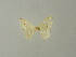  ( - BC ZSM Lep 41299)  @12 [ ] CreativeCommons - Attribution Non-Commercial Share-Alike (2012) Axel Hausmann/Bavarian State Collection of Zoology (ZSM) SNSB, Zoologische Staatssammlung Muenchen
