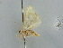  ( - BC ZSM Lep 41300)  @13 [ ] CreativeCommons - Attribution Non-Commercial Share-Alike (2011) Axel Hausmann/Bavarian State Collection of Zoology (ZSM) SNSB, Zoologische Staatssammlung Muenchen