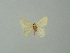  ( - BC ZSM Lep 41300)  @13 [ ] CreativeCommons - Attribution Non-Commercial Share-Alike (2012) Axel Hausmann/Bavarian State Collection of Zoology (ZSM) SNSB, Zoologische Staatssammlung Muenchen