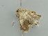  ( - BC ZSM Lep 41314)  @13 [ ] CreativeCommons - Attribution Non-Commercial Share-Alike (2011) Axel Hausmann/Bavarian State Collection of Zoology (ZSM) SNSB, Zoologische Staatssammlung Muenchen