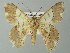  ( - BC ZSM Lep 41314)  @14 [ ] CreativeCommons - Attribution Non-Commercial Share-Alike (2012) Axel Hausmann/Bavarian State Collection of Zoology (ZSM) SNSB, Zoologische Staatssammlung Muenchen