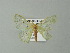  ( - BC ZSM Lep 41316)  @13 [ ] CreativeCommons - Attribution Non-Commercial Share-Alike (2012) Axel Hausmann/Bavarian State Collection of Zoology (ZSM) SNSB, Zoologische Staatssammlung Muenchen