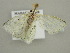  ( - BC ZSM Lep 41322)  @13 [ ] CreativeCommons - Attribution Non-Commercial Share-Alike (2011) Axel Hausmann/Bavarian State Collection of Zoology (ZSM) SNSB, Zoologische Staatssammlung Muenchen