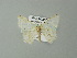  ( - BC ZSM Lep 41322)  @13 [ ] CreativeCommons - Attribution Non-Commercial Share-Alike (2012) Axel Hausmann/Bavarian State Collection of Zoology (ZSM) SNSB, Zoologische Staatssammlung Muenchen