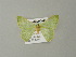  ( - BC ZSM Lep 41324)  @13 [ ] CreativeCommons - Attribution Non-Commercial Share-Alike (2012) Axel Hausmann/Bavarian State Collection of Zoology (ZSM) SNSB, Zoologische Staatssammlung Muenchen